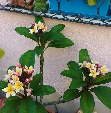 Maxim Ház Apartmán