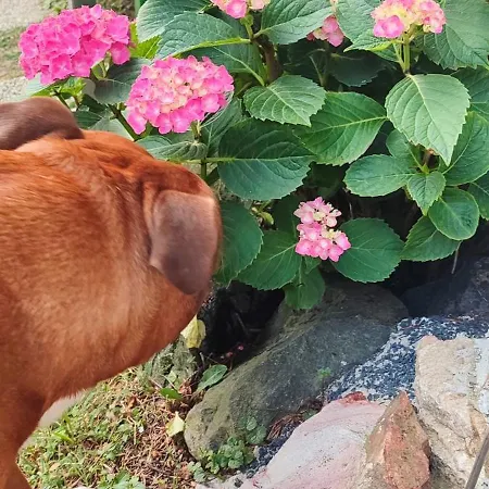 Maxim Ház Apartmán Hévíz