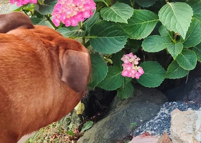 Maxim Ház Apartman Hévíz